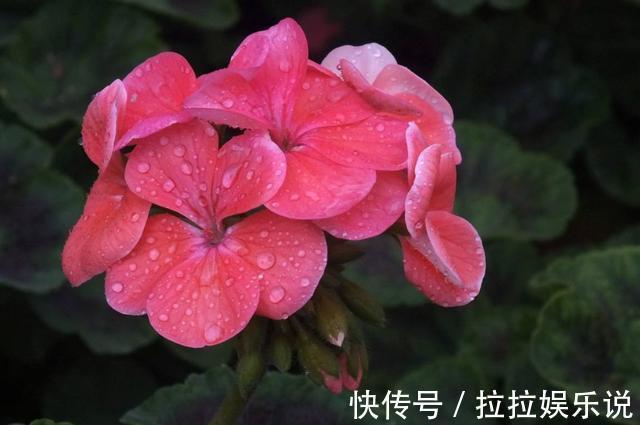 适合养在客厅的3种花，枝繁叶茂开花漂亮，家里养一盆，好运不断