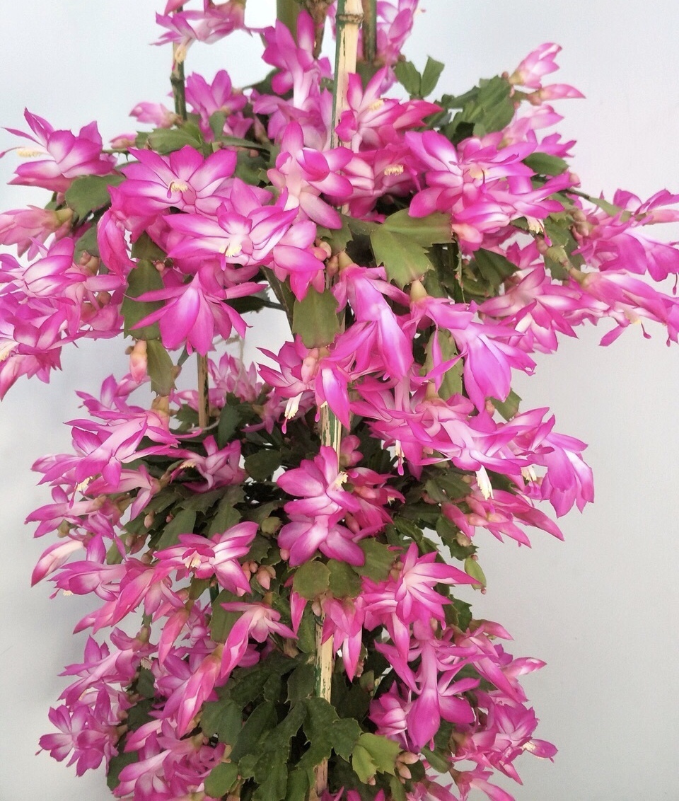 懂花的人都知道,4种“年关花”开败了剪1刀,30天后继续开