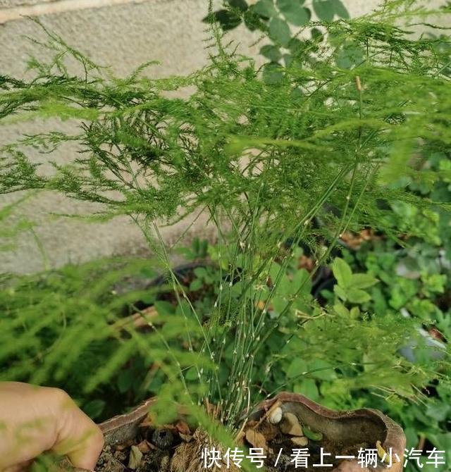 十二月养文竹,在“三位置”留点水,芽笋“咕噜”冒,养成小老桩