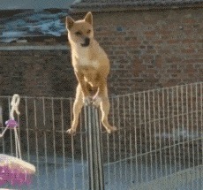 |搞笑GIF:这上厕所的功夫,不敢苟同,不想坐就下去