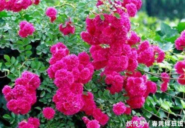 五色梅|适合聪明人买的4种花,沾土就活,花大色艳寓意好