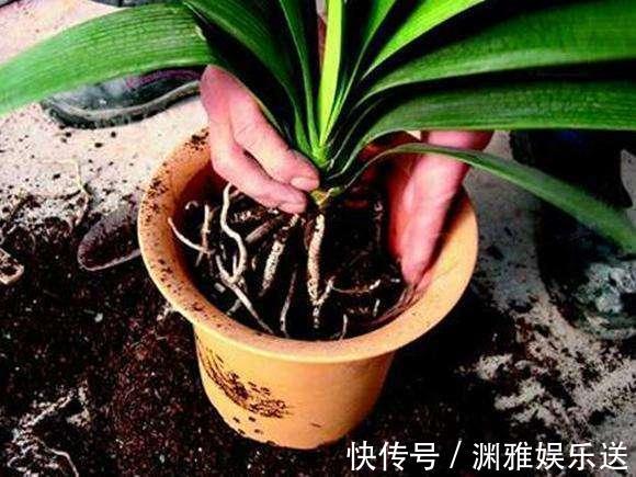 养花|养花少不了换盆，但这6个“坑”要注意，小心换一盆黄一盆！