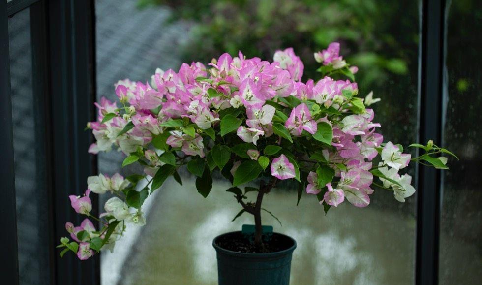 光照|又到了三角梅盛开的季节,做好3步,阳台也能养很好,照样爆花