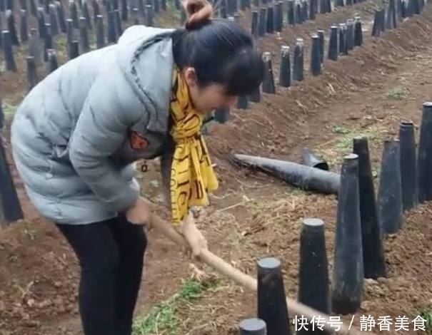 供不应求|美女种植“戴帽子”的韭菜,销量供不应求!网友大开眼界
