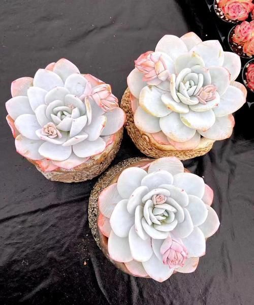 透气性|给多肉植物挑选花盆千万不要只看外表!材质大小选不对,容易黑腐烂根没状态