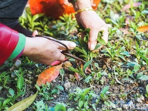 野生|这种红梗野菜,一到春天满山找,如今越来越少见,再不吃就成草