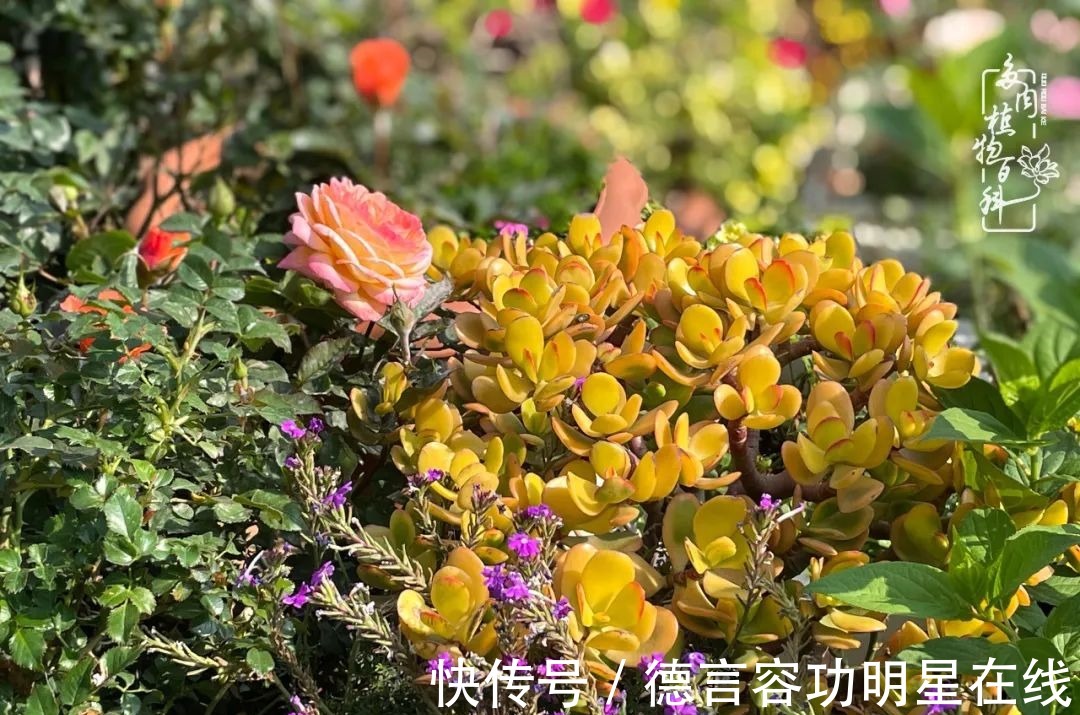 最美四月天,去杨姐的屋顶花园,赴一场花约!