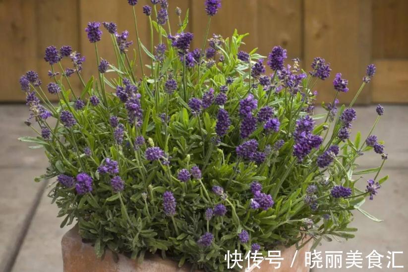 卧室里养花,怕植物和人争氧,睡眠越来越差,不如就试试这4样