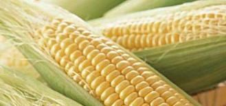 保存玉米,别直接放冰箱冷冻了,教你一招玉米放再久也鲜甜!