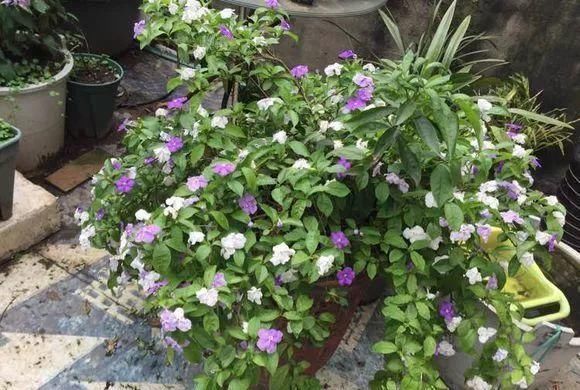 非常好养的“双色茉莉”,花期长,花朵颜色多,邻居看了都羡慕