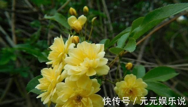 满院|家中别再乱养花了比桂花香10倍，花香袭人满院飘香