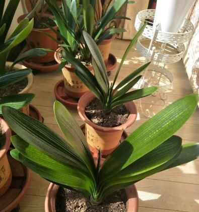 喜欢|君子兰是多晒好,还是少晒好很多人弄反了,难怪黄叶不开花