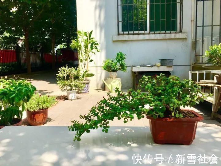 氮钾|金枝玉叶开花了，真花长这样，很多人没见过