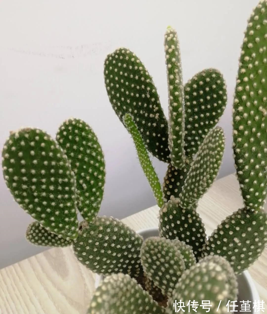 这5款花,不怕不浇水,就怕浇水多,特别适合懒人