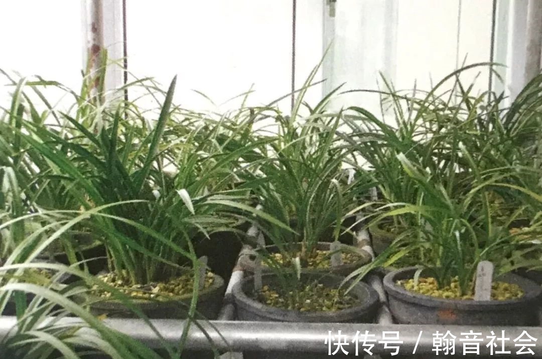 台友|封闭式阳台也能养出一屋子的兰花,光照和湿度管理很重要!