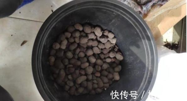 盆栽土不够透气,是因为植物上盆前少做了这一步:填充它们