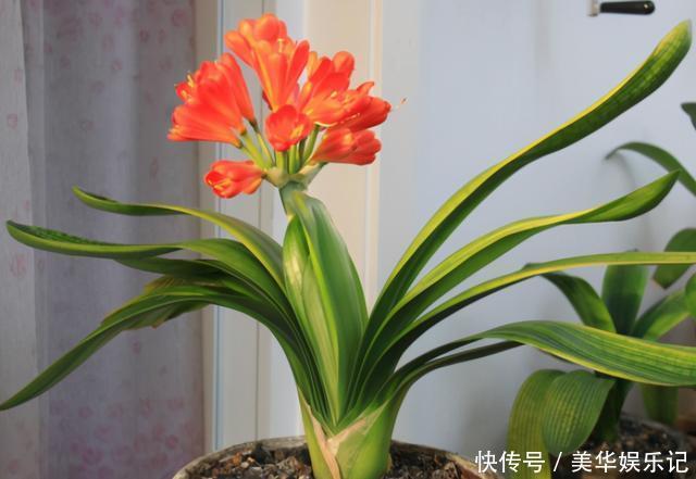 花盆|养君子兰有“六怕”,你知道吗?新手一定要避开