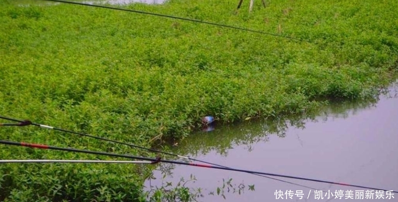 初夏钓鲫鱼,选择草窝处