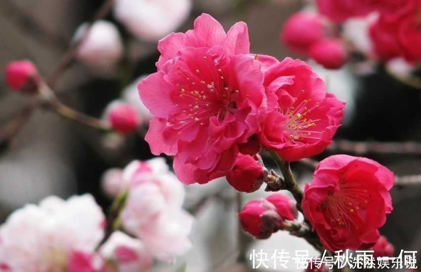 气质|年龄越大,气质越好的3个生肖女,越老越有贵气,福气享受不尽