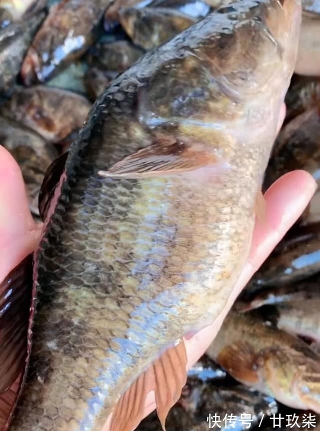冬天|东北的老头鱼是一种什么鱼？生活在野泡子里，冬天冰封也冻不死