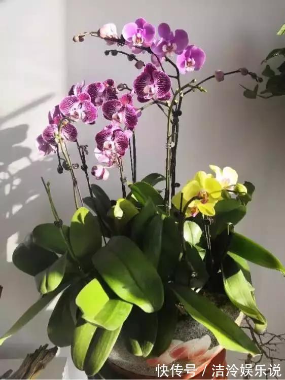 烂根|养花圈子中,1种花公认“不好养”,能养好的都是大神!
