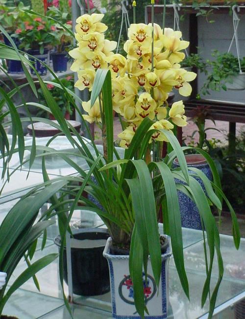 养花试试这几款，花朵娇媚妖娆，浪漫迷人