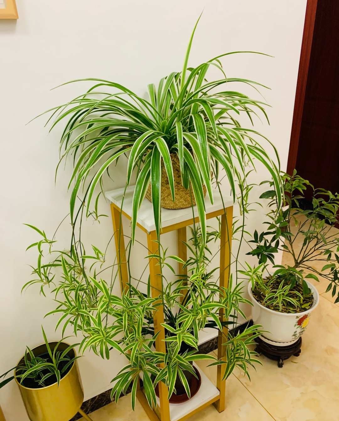 空气|这6种花，是净化空气的小能手，为了健康，家里一定要放一盆