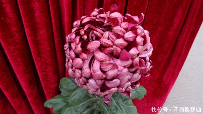 此款花懒人最爱养，沾点水就爆盆，花姿优美，花朵美艳迷人，超美