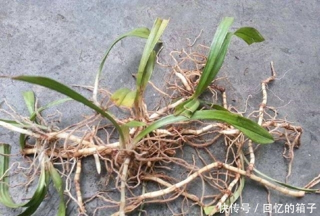 抗感染|魚腥草有什么功效?不只消炎抗感染,還能通治人體多處疾病