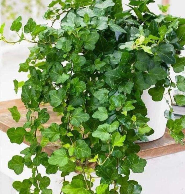 4种花一定要养,长势喜人,旺宅旺事业,打理简单,寓意好