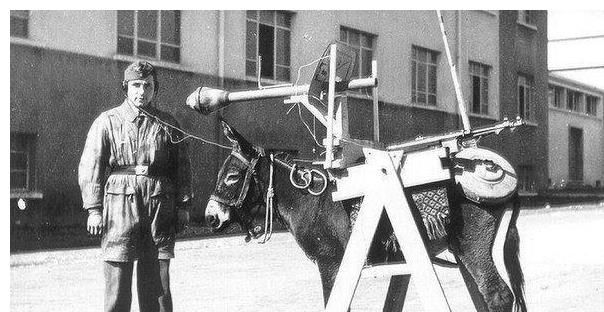 苏军|脑洞不止大还奇葩?二战时期的苏联反坦克犬和德国反坦克驴传奇