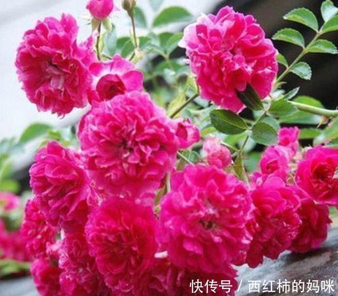 此花超漂亮,沾土就活,颜色多样,绚丽多彩