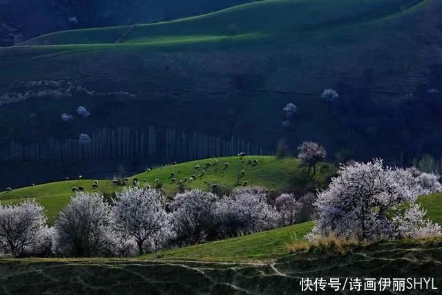 霍城大西沟花海拍摄记