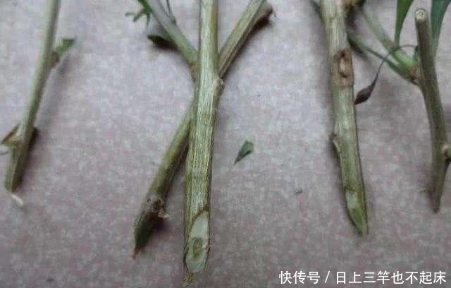  3种盆景，找1个枝插土里就能养一棵，能赏花又能结果，特别美