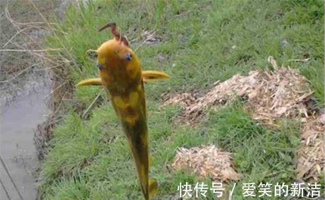 小鱼|野钓昂刺鱼,特效饵料“排行榜”,蚯蚓最常用,但是虾肉适应广