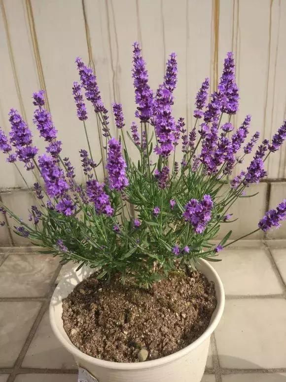 5种花蚊子“不喜欢”，好看还好养，是天然蚊香，值得多养几盆