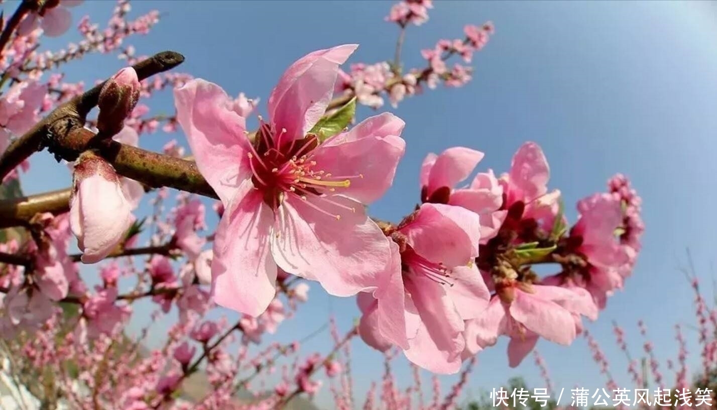 春季赏花好去处～竹林关桃花谷，赏春日胜景，看十里桃花！