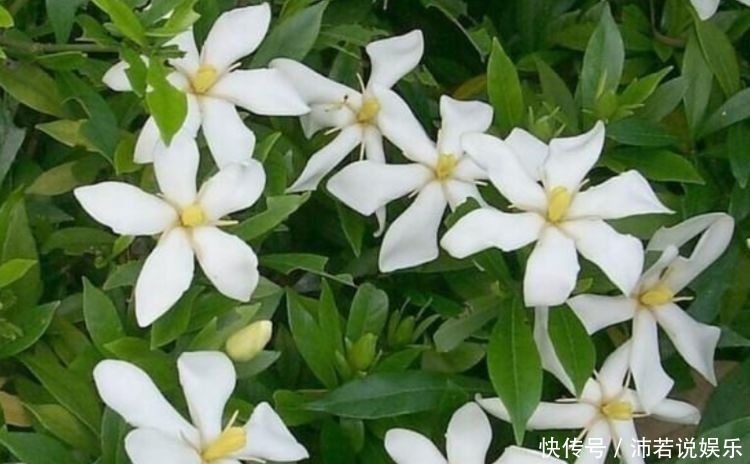 花卉|居家就养此款花卉,便宜还好养,对待新手超友好的