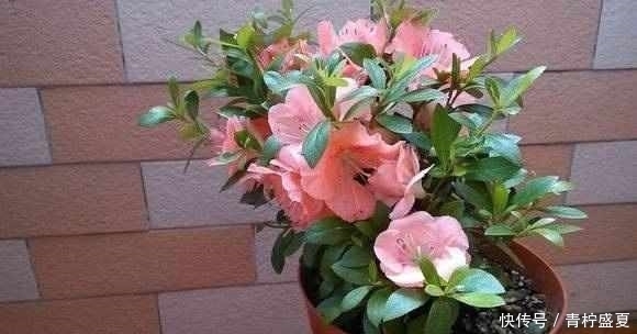扦插方法|3种花很贵,买不起就不用买,扦插一根枝条,就能开花大半年!