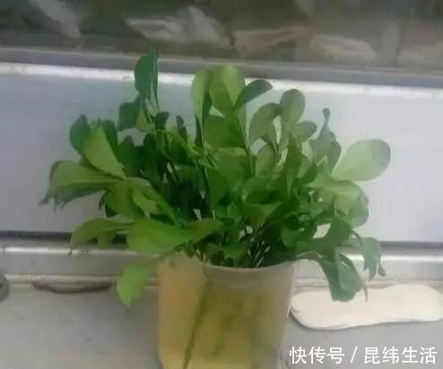 养花|养花爱好者看过来这15种花现在“扦插”，生根快，一个周就长芽