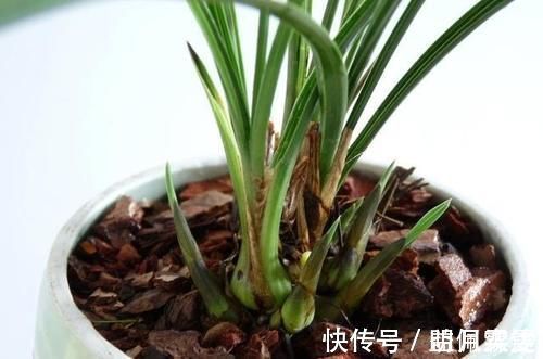 芦头|兰花总是不长新根，发出来的小苗也不长，怎么办？