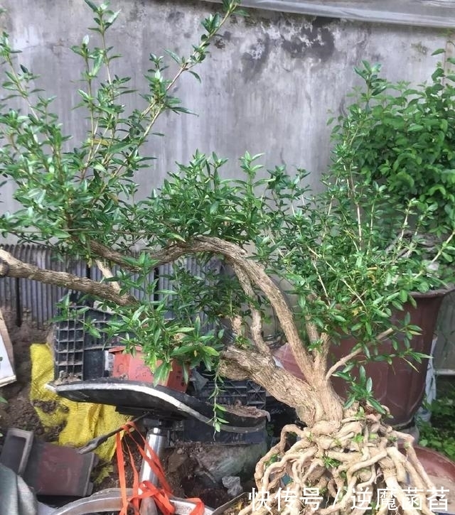 爷爷垃圾堆刨出来棵六月雪,养段时间后美的不像话,邻居羡慕不已