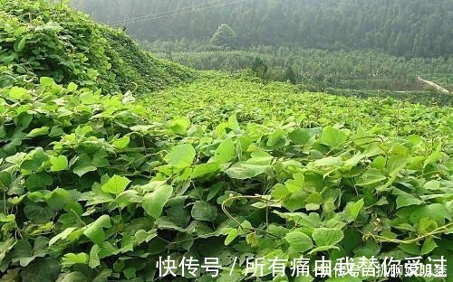 中医|价值堪比“人参”的中药材，被国外当垃圾，不惜花费重金清理！