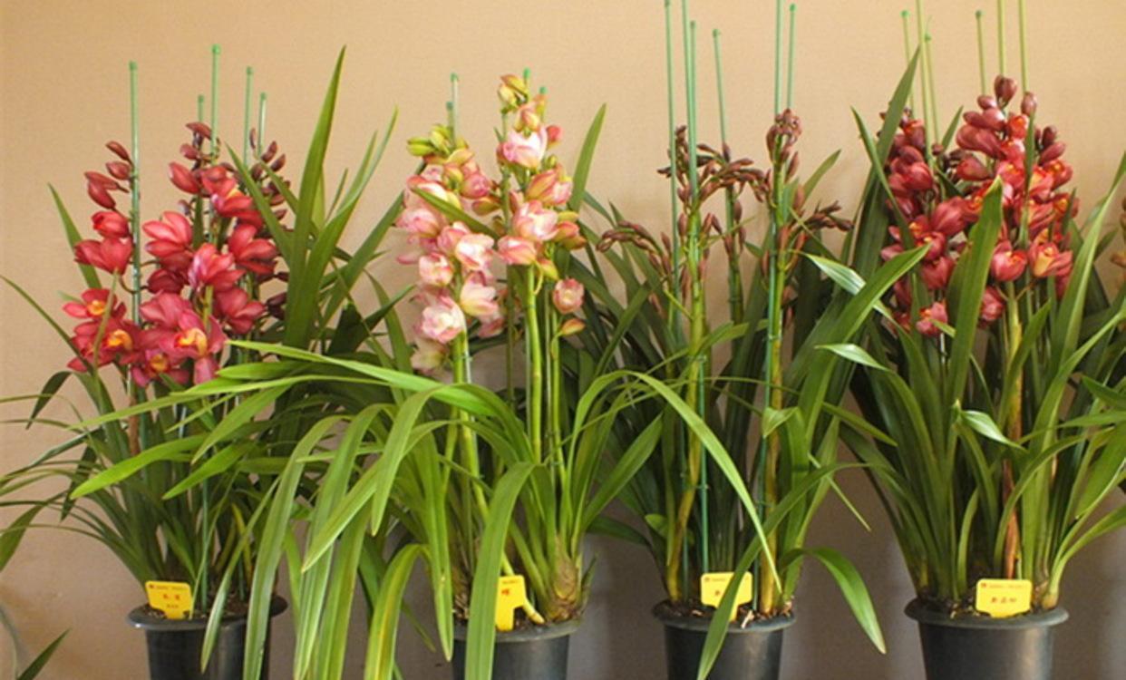 “年味十足”的11种花,颜值高寓意好,想买要趁早,晚了会涨价