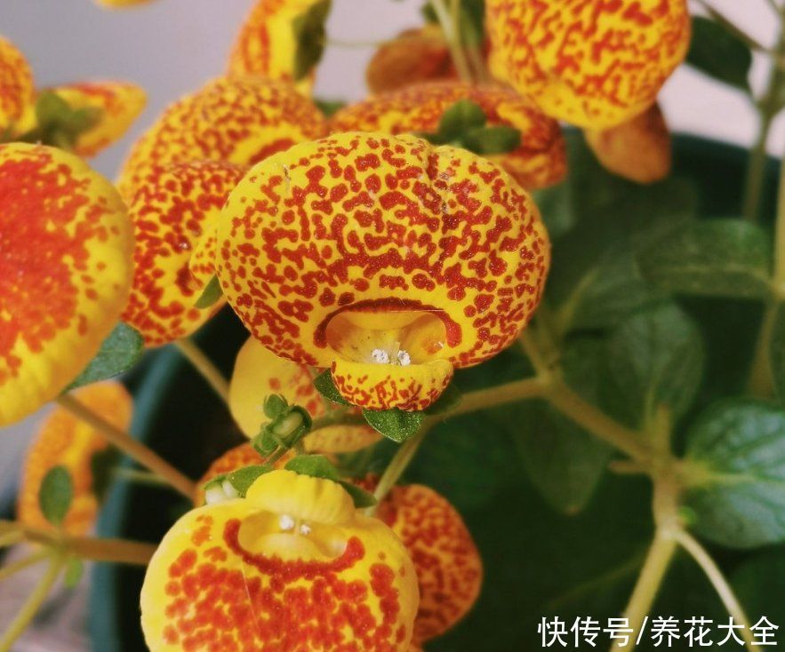 蒲包花|家里养盆“钱袋子”花,新的一年祈祷好运,招财进宝好兆头