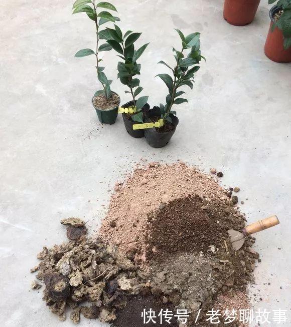 春天换盆“旧土”怎么办加2种“东西”,养花肥沃疏松,能爆盆