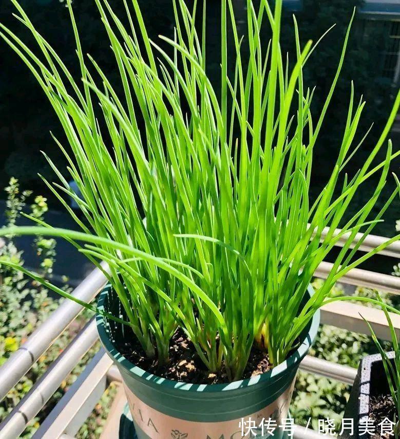 7种“蔬菜”冬天种,0度冻不死,吃一茬冒一茬,连续吃半年