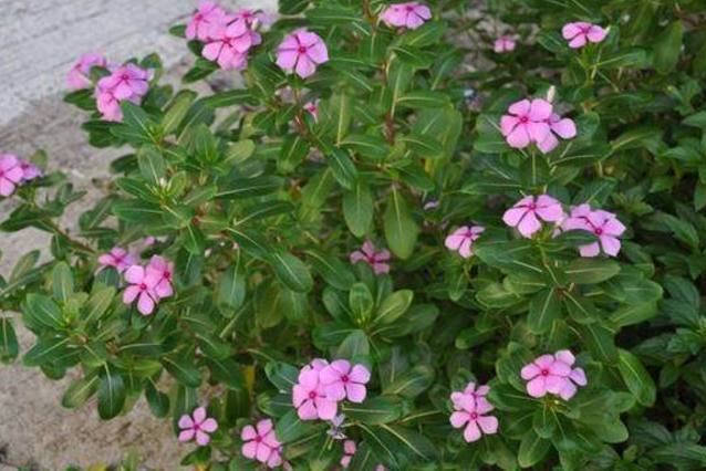 浇水|以下10种全年都能开花的室内盆栽,超好养护又容易爆盆!