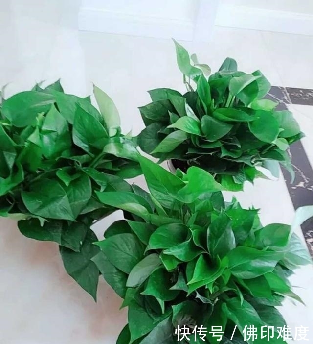 绿萝浇水技巧，学会了就不怕养不好绿萝了