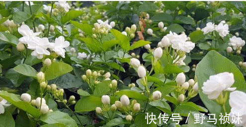 阳台上|喜欢养花，就养这4种花，越晒开花越旺，花市都抢着买